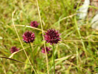 Allium sphaerocephalon