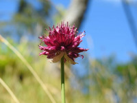 Allium sphaerocephalon