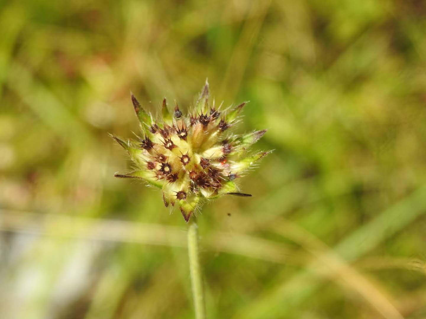 Allium sphaerocephalon