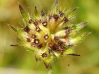 Allium sphaerocephalon