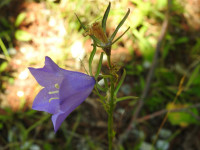Campanula persicifolia