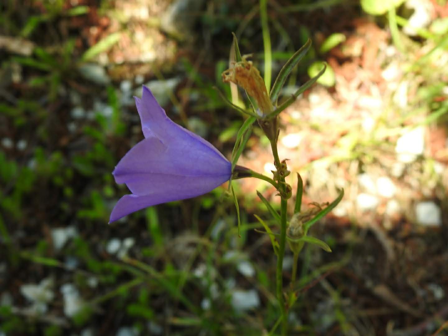 Campanula persicifolia