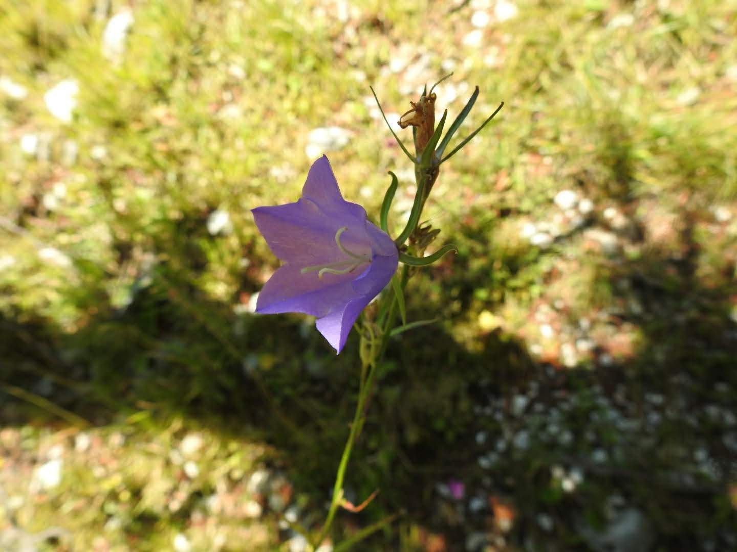 Campanula persicifolia