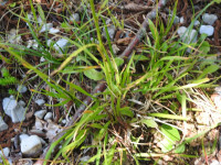 Campanula persicifolia