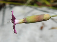 Dianthus sylvestris