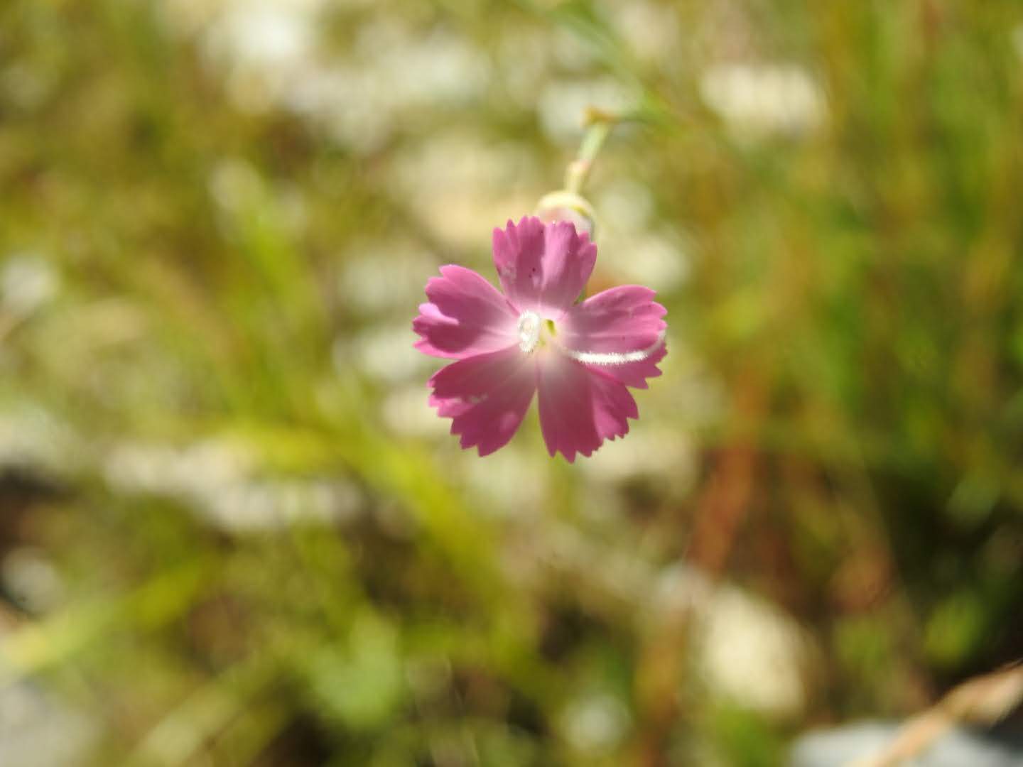 Dianthus sylvestris