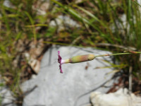 Dianthus sylvestris