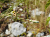 Dianthus sylvestris