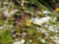 Dianthus sylvestris