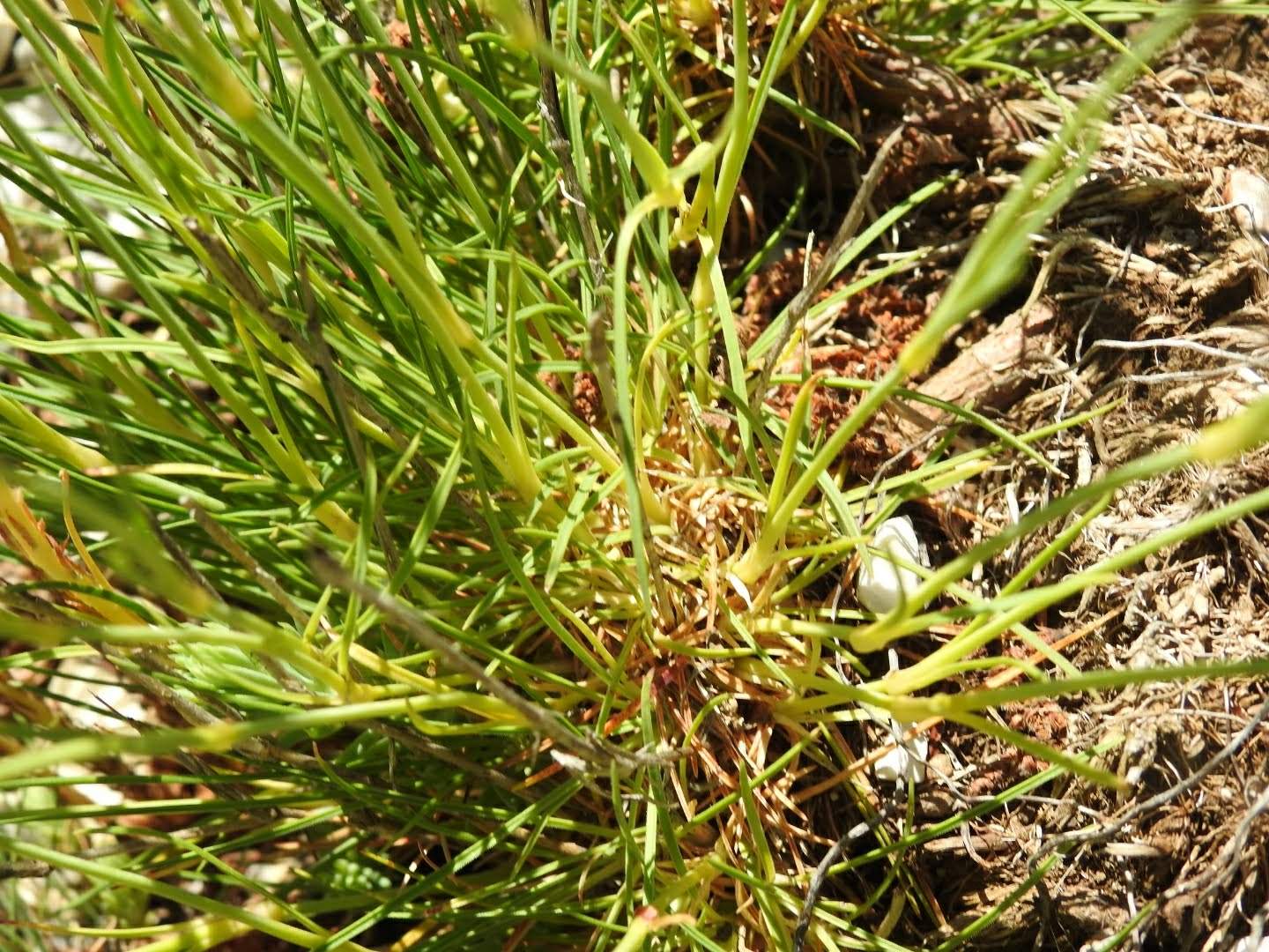 Dianthus sylvestris