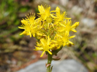 Petrosedum rupestre