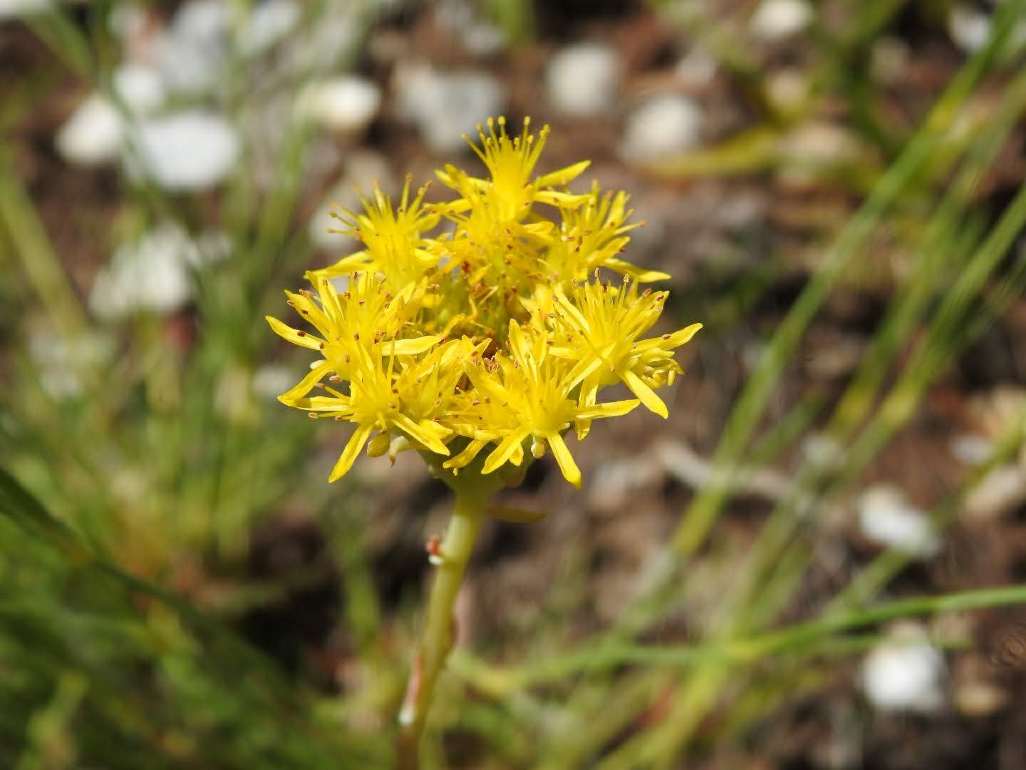 Petrosedum rupestre