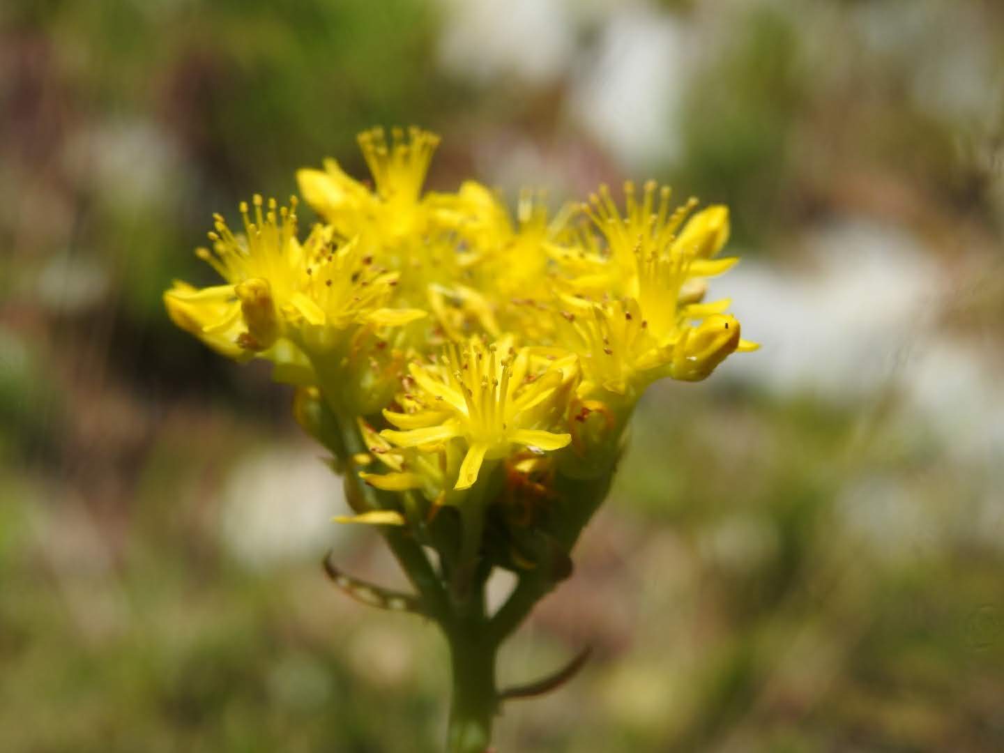 Petrosedum rupestre