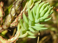 Petrosedum rupestre