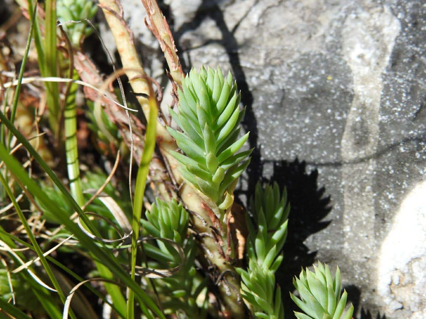 Petrosedum rupestre