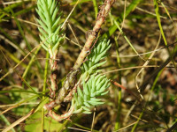 Petrosedum rupestre