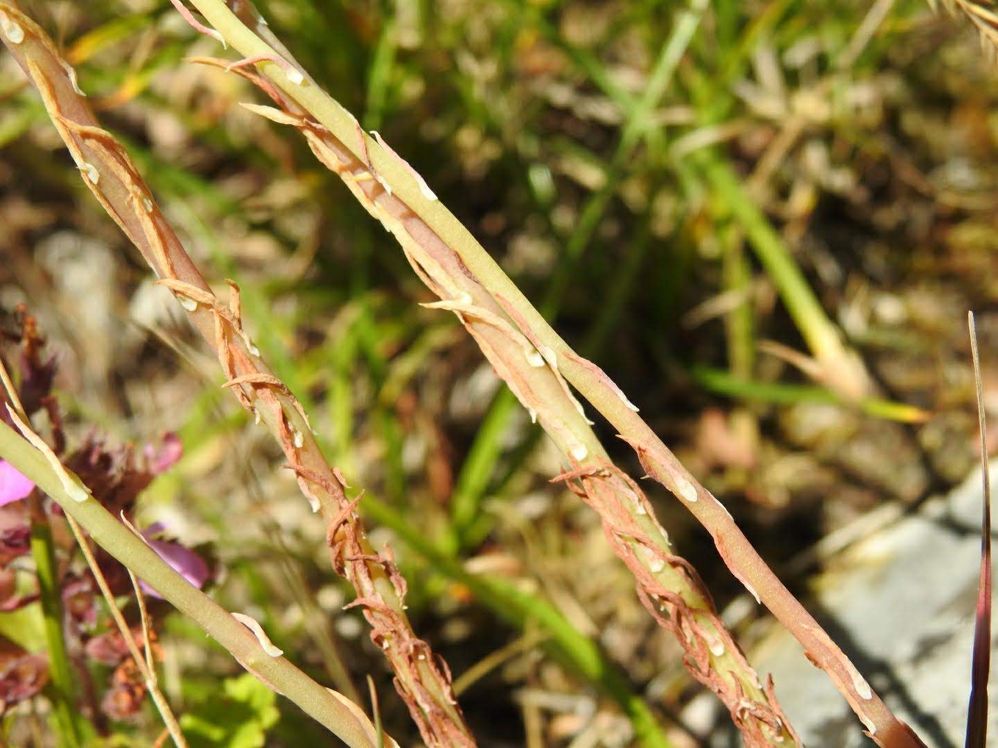 Petrosedum rupestre