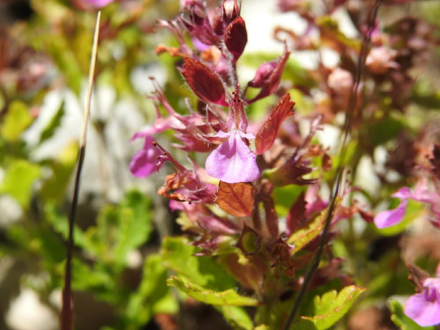 Teucrium chamaedrys