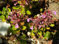 Teucrium chamaedrys