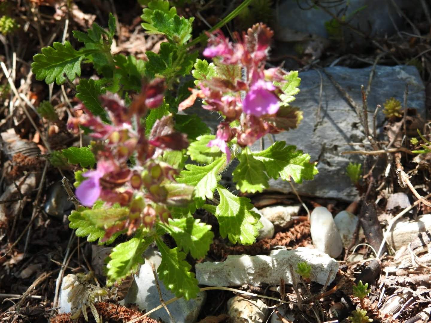 Teucrium chamaedrys