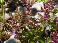 Teucrium chamaedrys