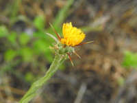 Centaurea melitensis