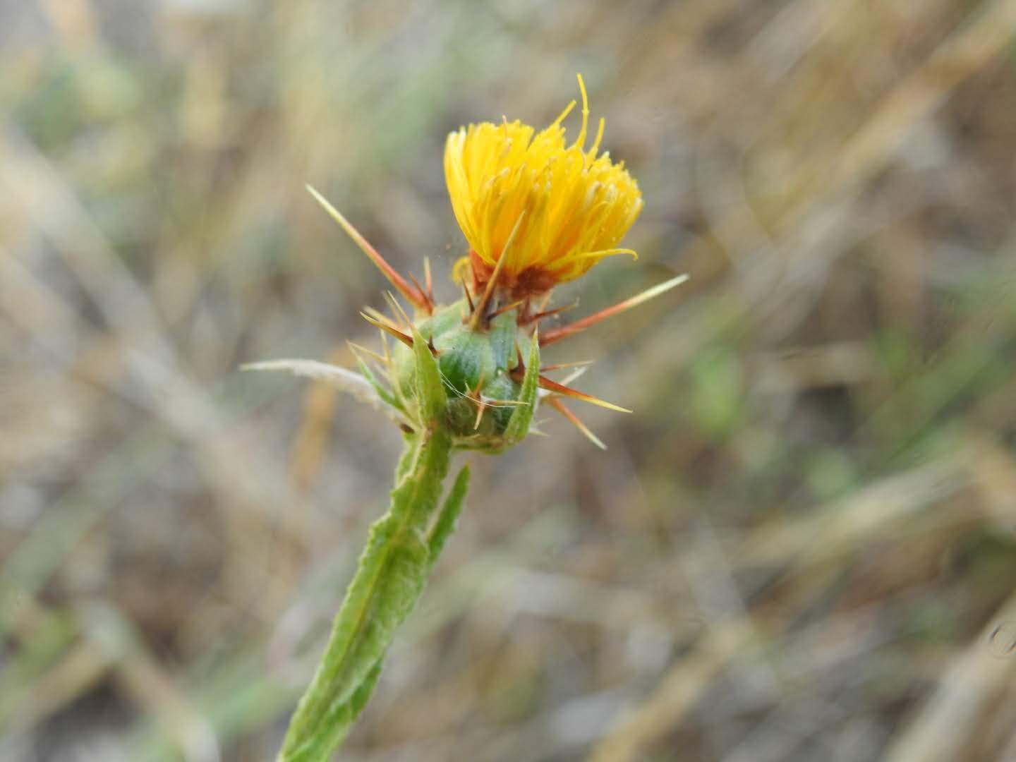 Centaurea melitensis