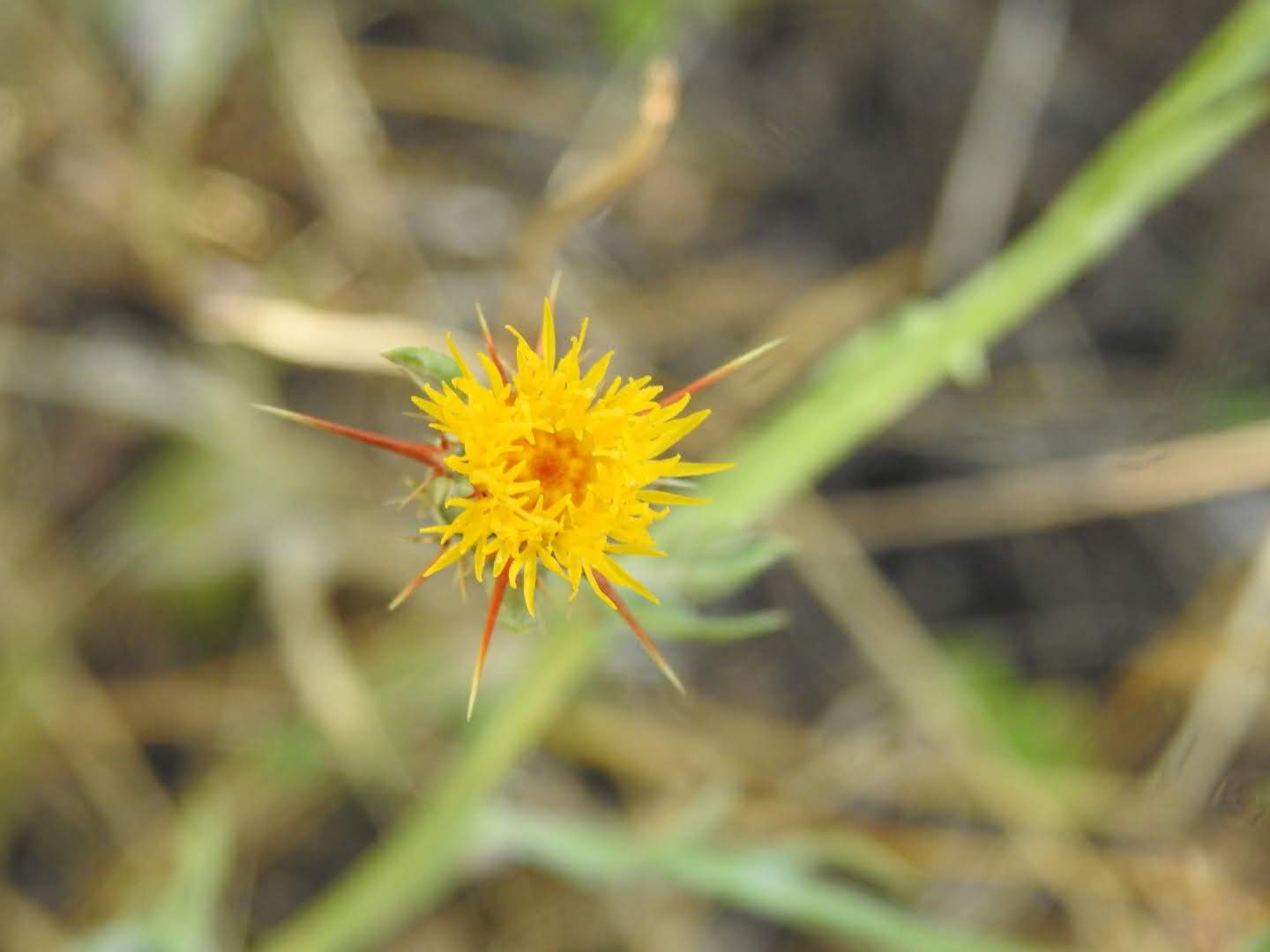 Centaurea melitensis