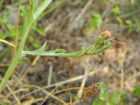 Centaurea melitensis