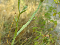 Centaurea melitensis