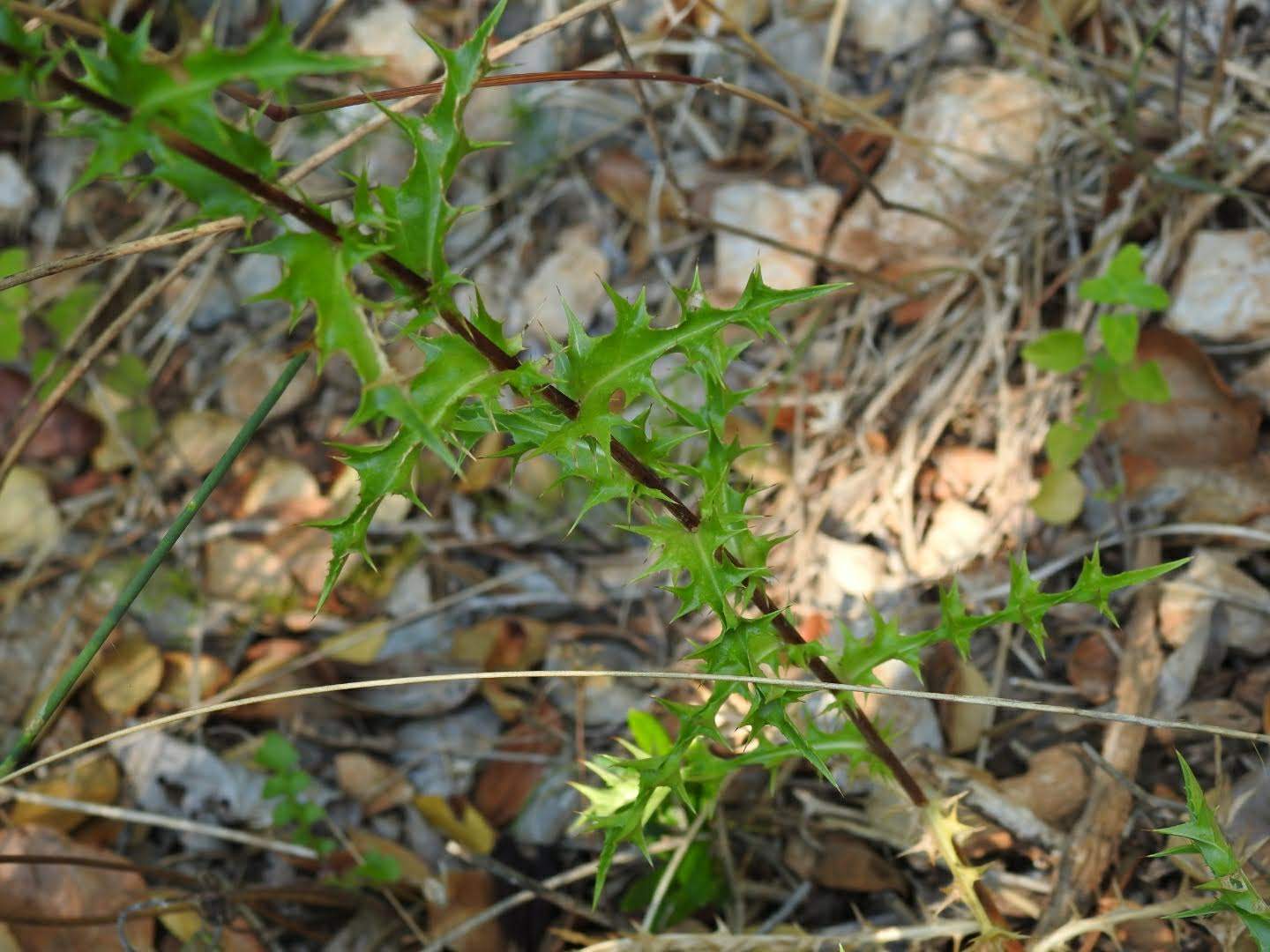Centaurea melitensis
