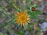 Carlina corymbosa