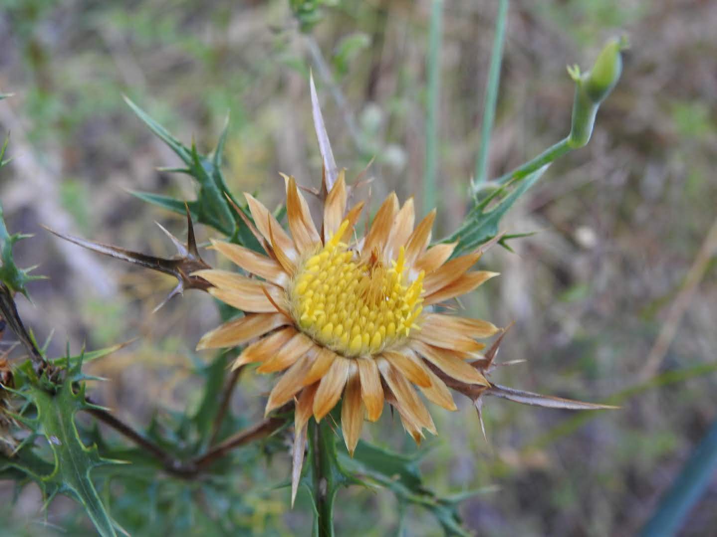 Carlina corymbosa