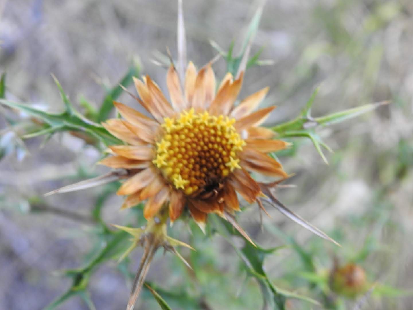 Carlina corymbosa