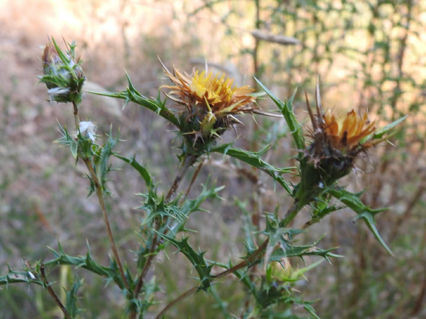 Carlina corymbosa