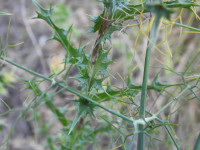 Carlina corymbosa