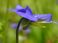 Viola tricolor