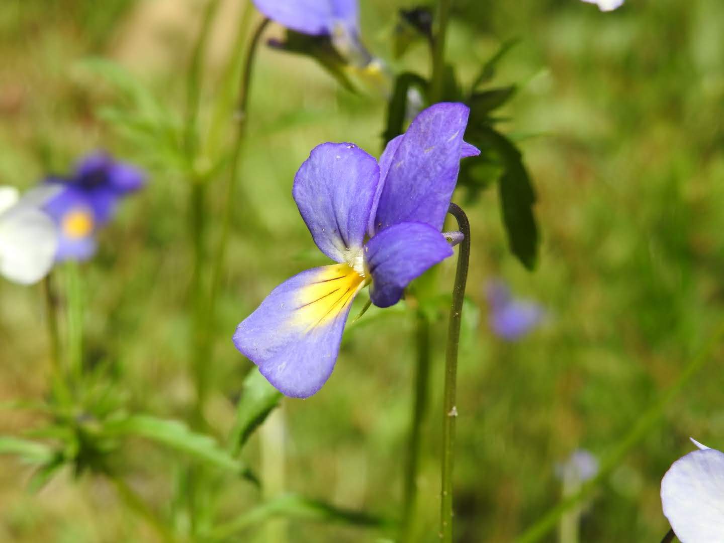 Viola tricolor