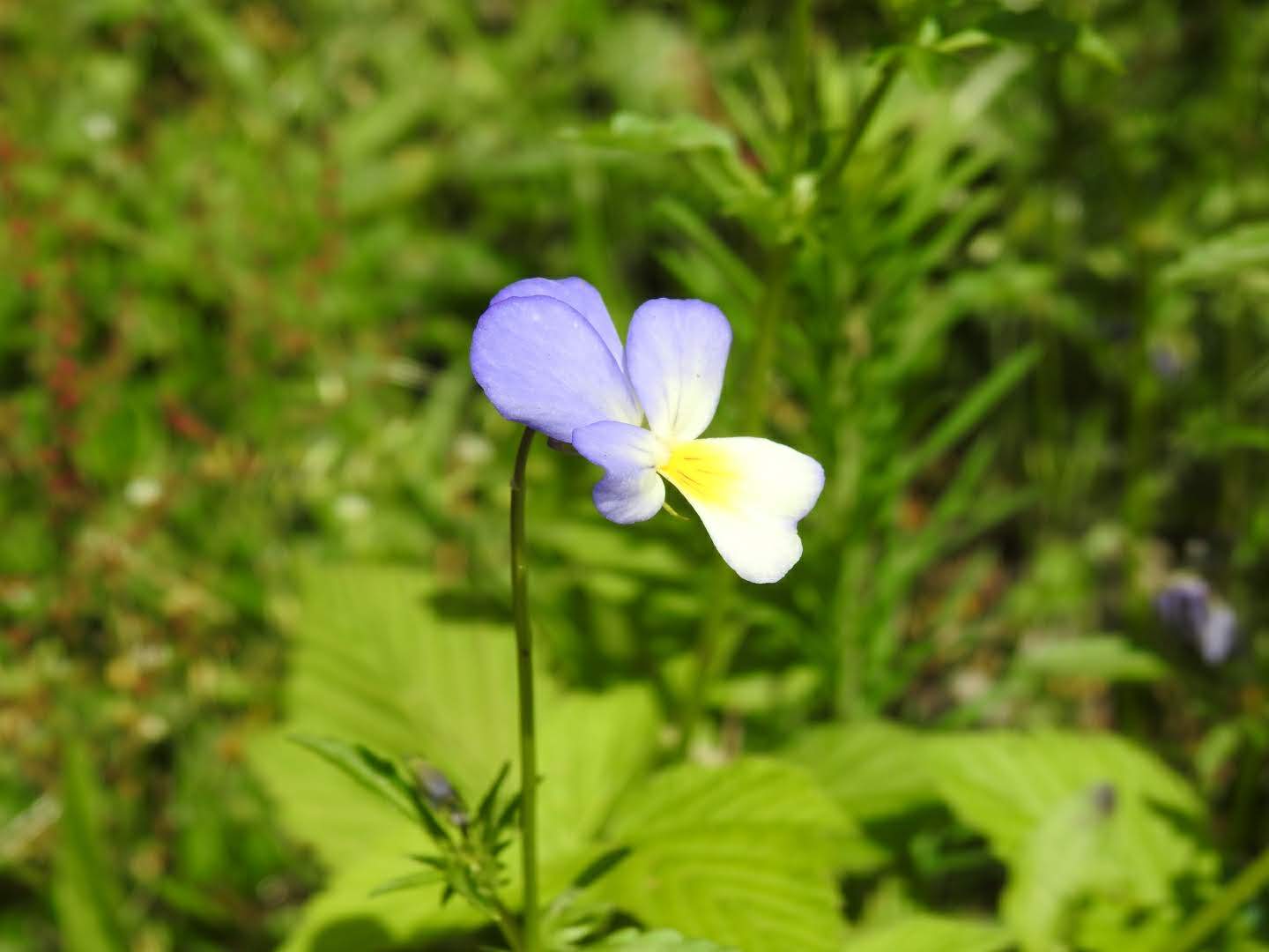 Viola tricolor