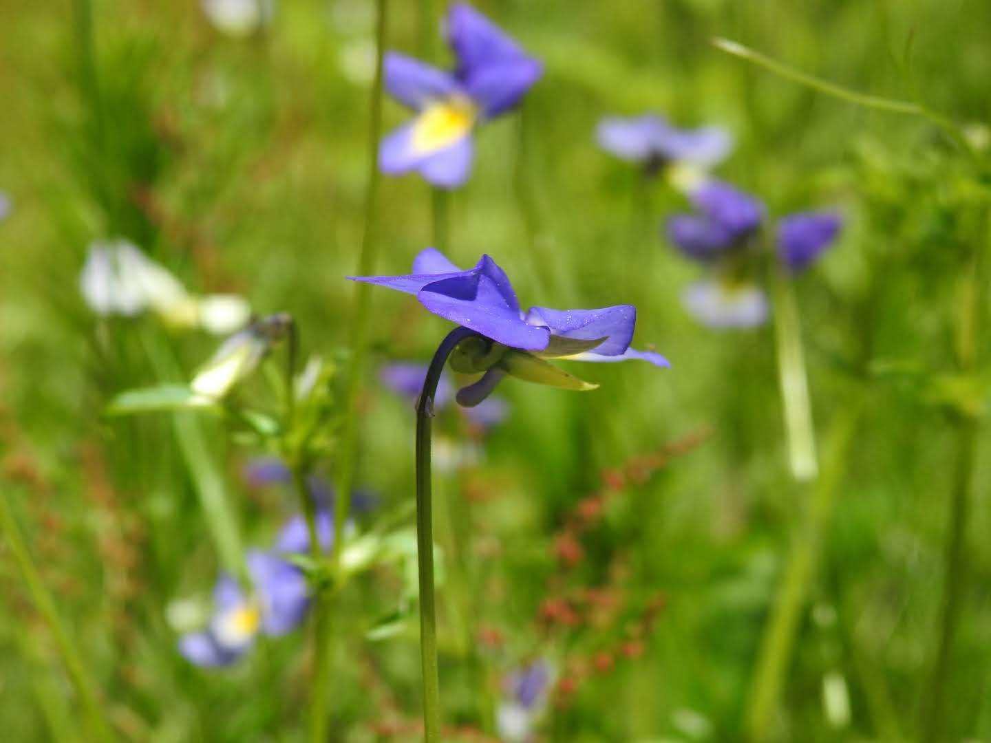 Viola tricolor