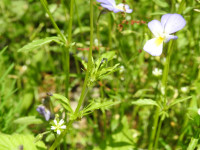 Viola tricolor