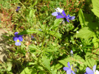 Viola tricolor