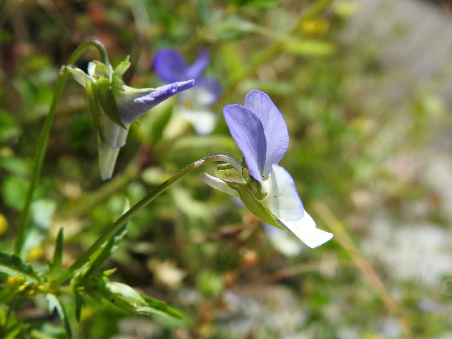 Viola tricolor