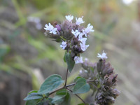 Origanum vulgare