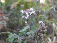 Origanum vulgare