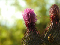 Cirsium vulgare
