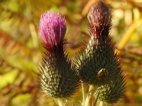 Cirsium vulgare