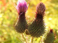 Cirsium vulgare