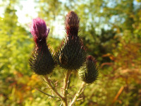 Cirsium vulgare