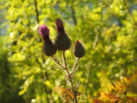 Cirsium vulgare